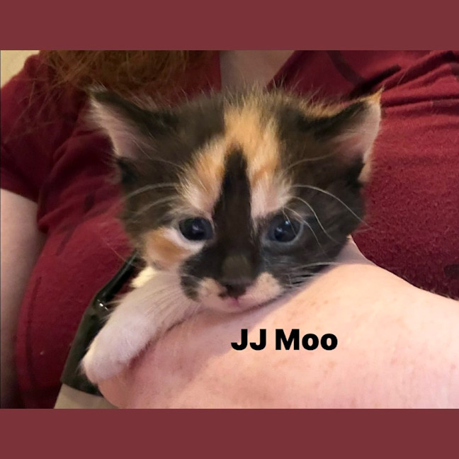 Photo of Jj Moo