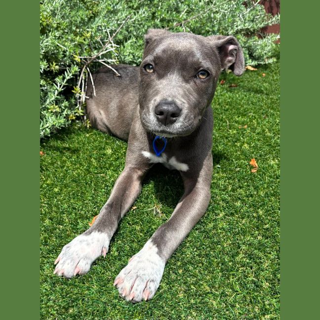 Photo of Rosie   5 Month Old American Staffy X