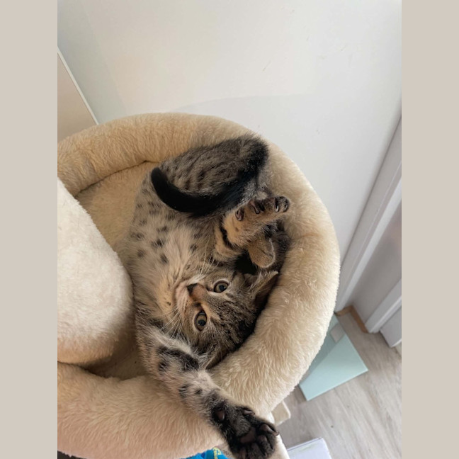 Photo of Dolly Who