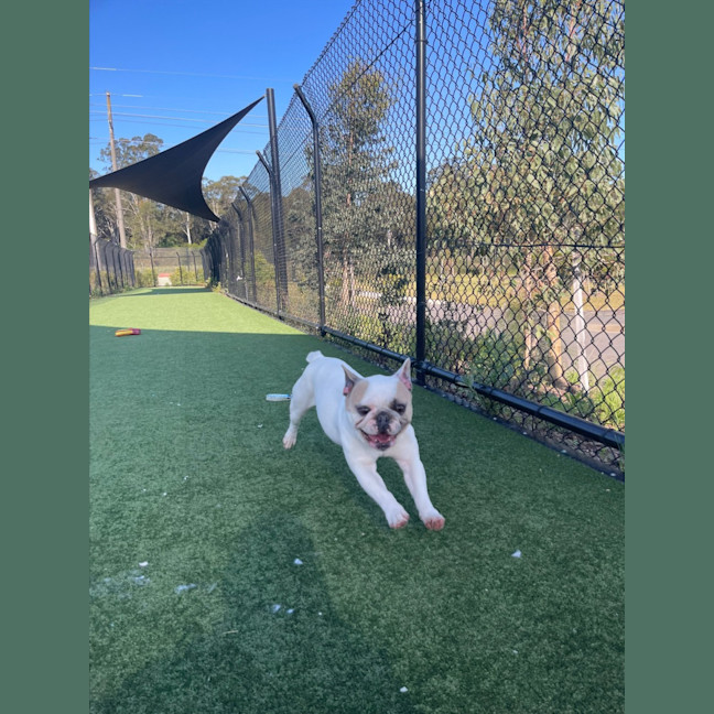 Photo of Coco Imp 1863