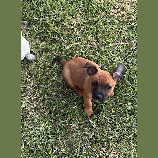 Photo of Wushah (Was Rocket)