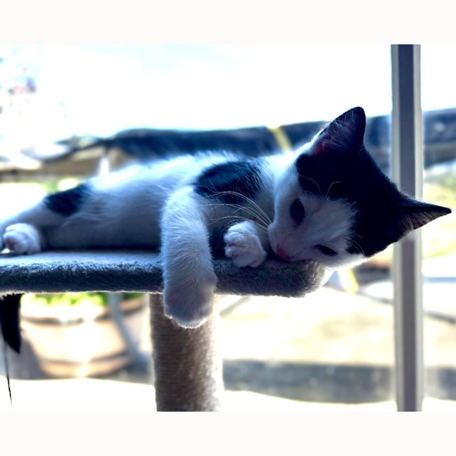 Photo of Oreo   Reduced Adoption Fee