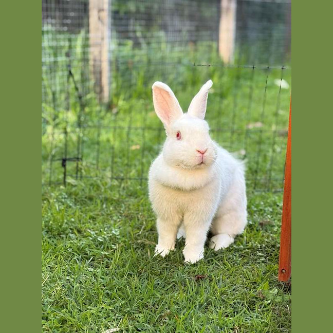 Photo of Darcy
