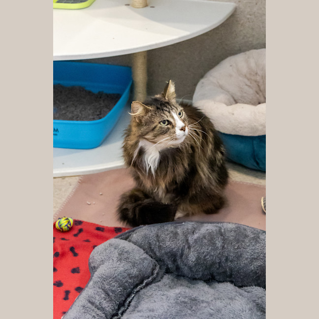 Photo of Donald Bradman