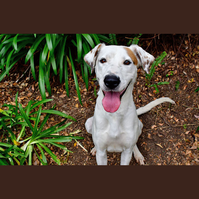 Photo of Marshmallow