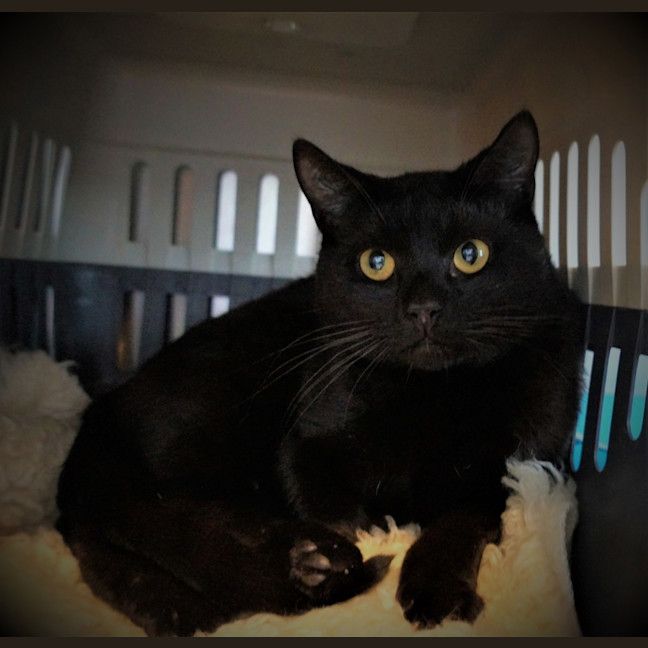 Photo of Salem