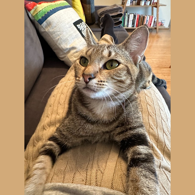 Photo of Cinnamon
