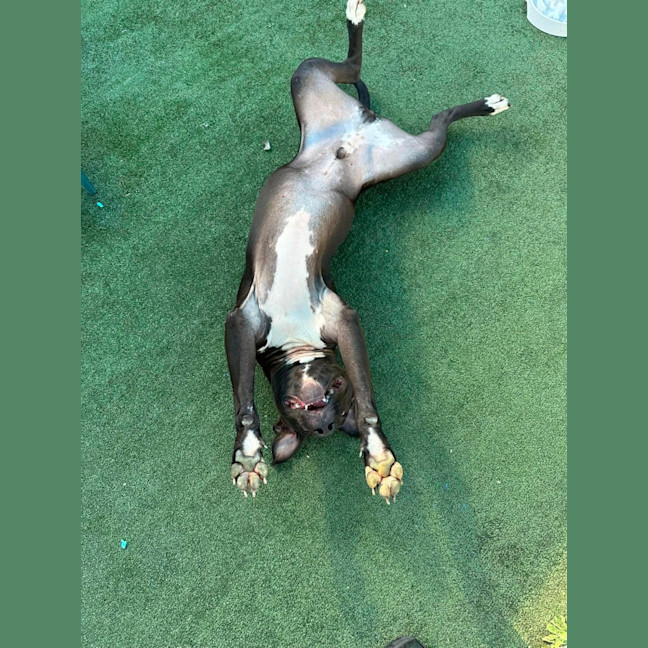 Photo of Mr. Pickles