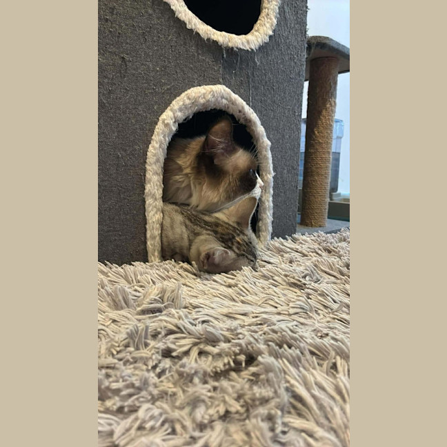 Photo of Coco 