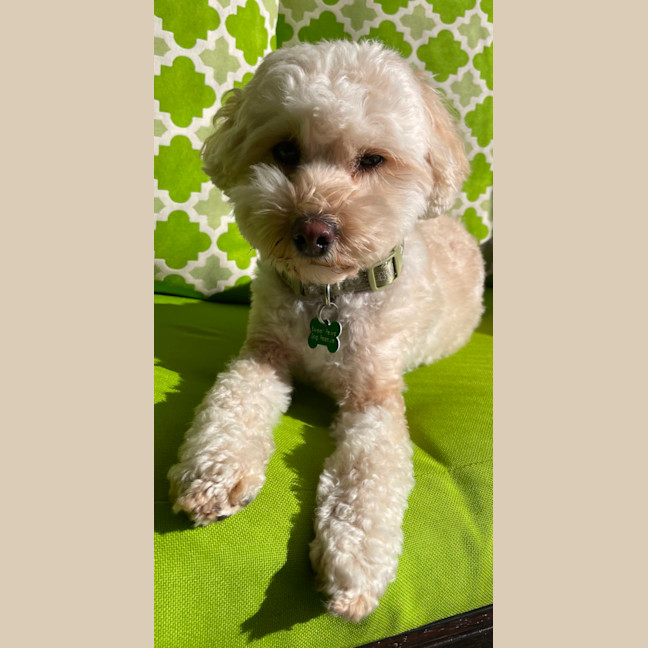 Photo of Molly