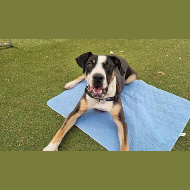 Photo of Pongo