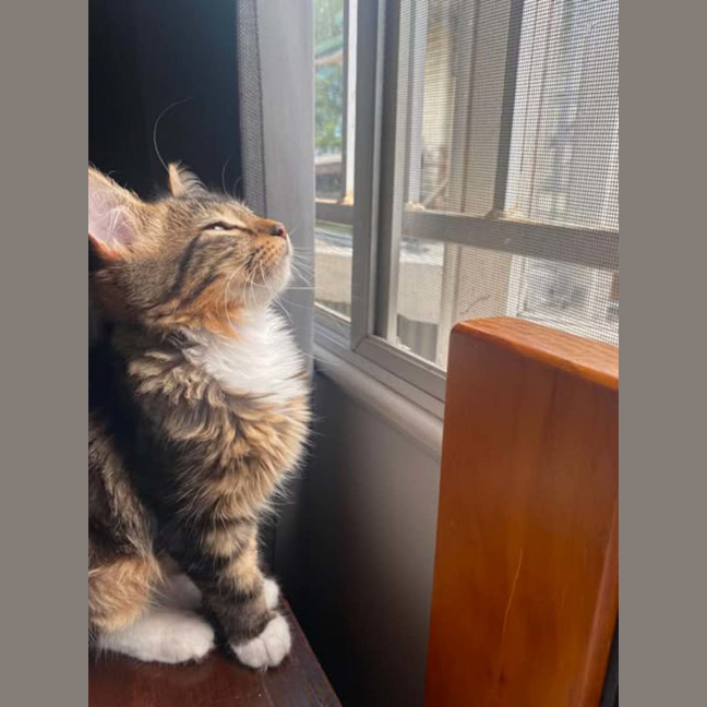 Photo of Ned