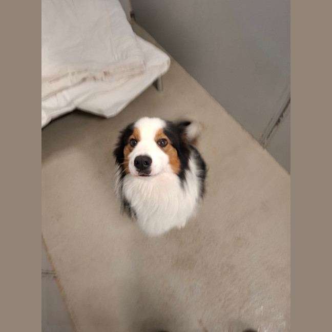 Photo of Laddie