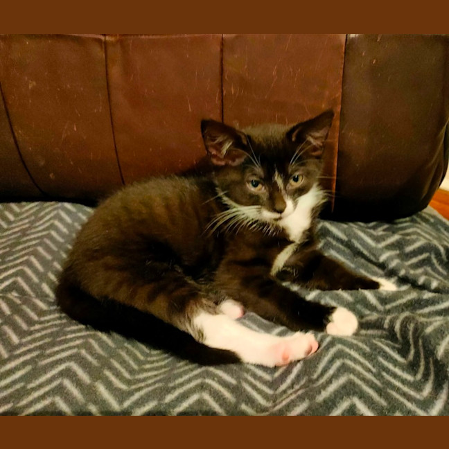 Photo of Oreo