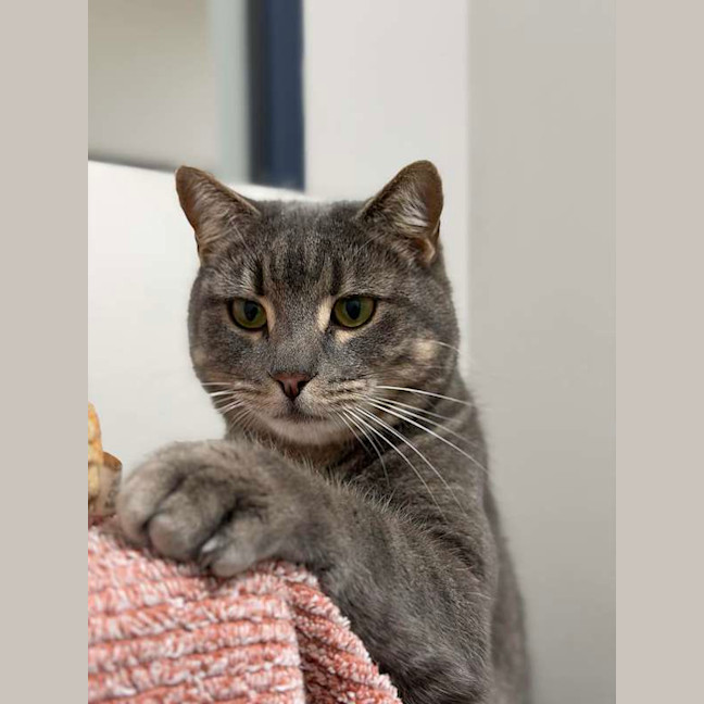 Photo of Clyde