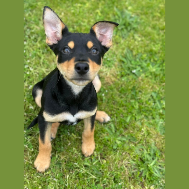 Photo of Jelly Bean