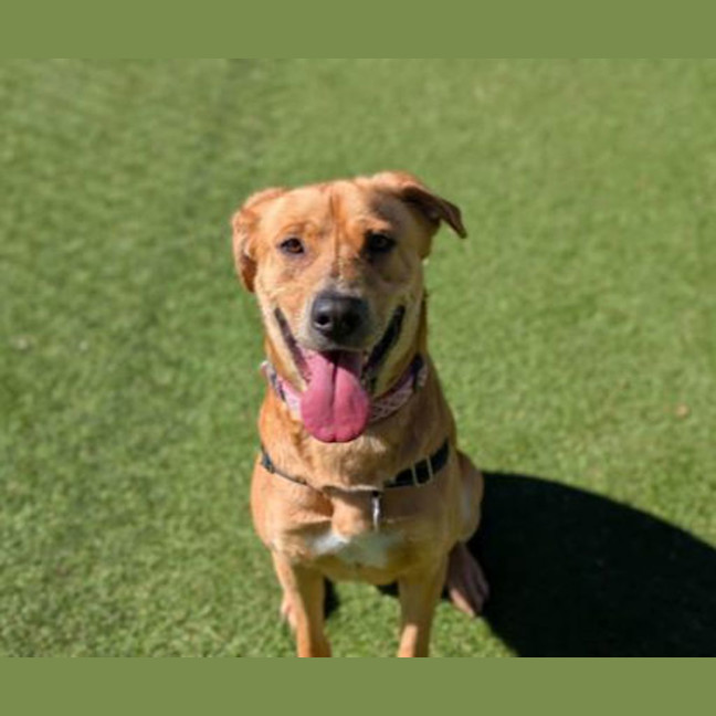 Photo of Goldie