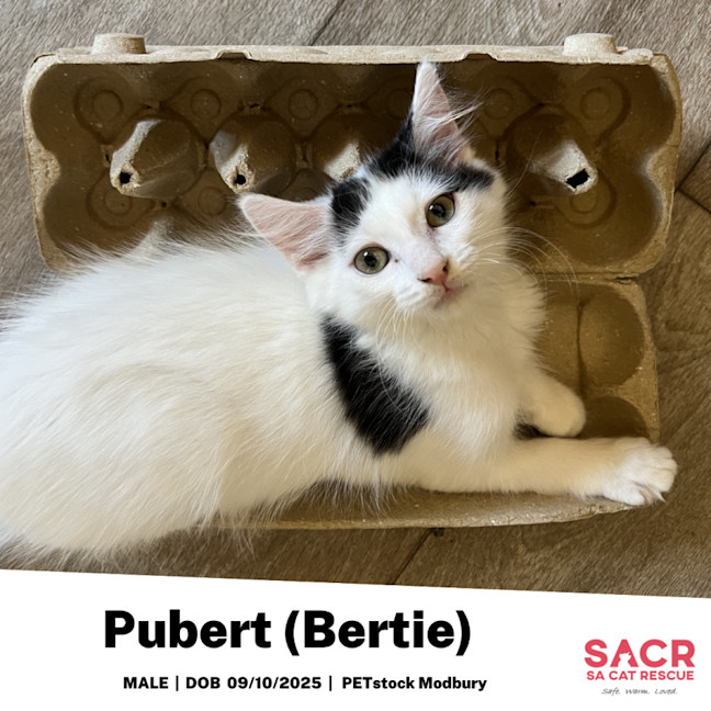 Photo of Pubert (Bertie)