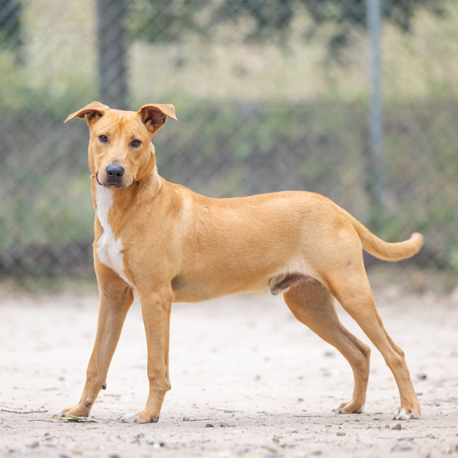 Photo of Ziggy