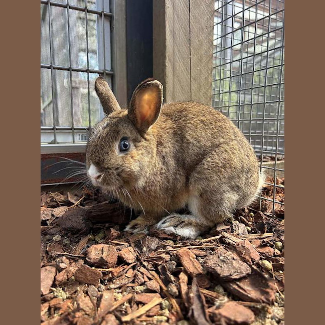 Photo of Caramel