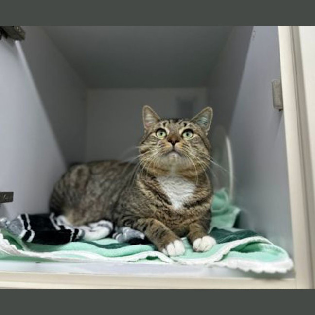 Photo of Tabby