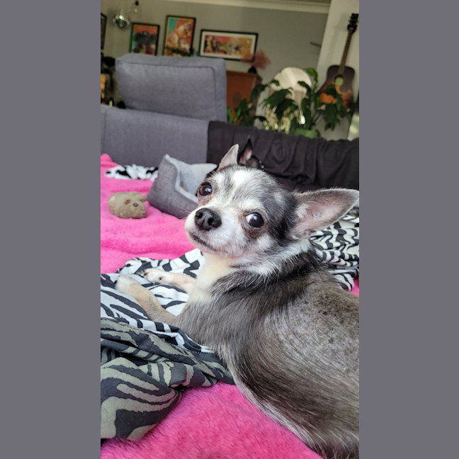 Photo of Hugo And Rocky