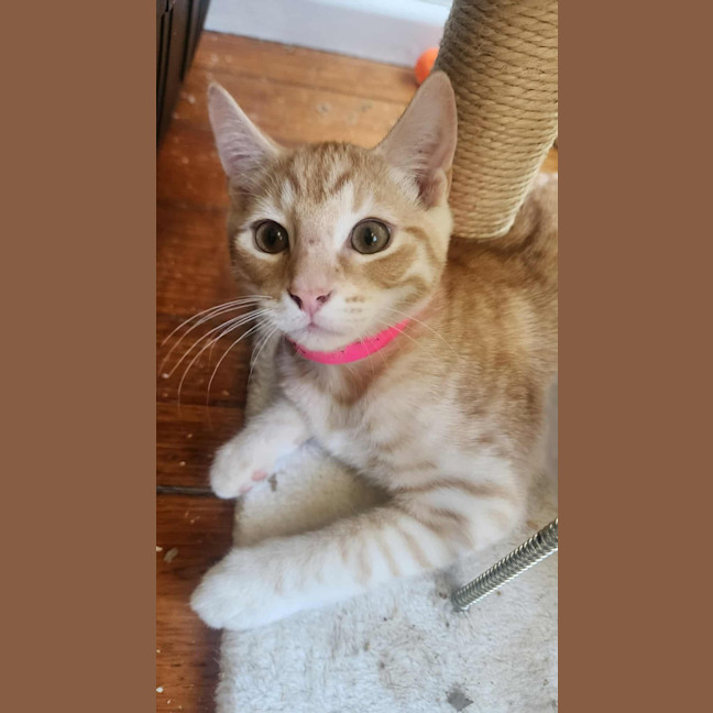 Photo of Henry   In Foster Care In Healesville