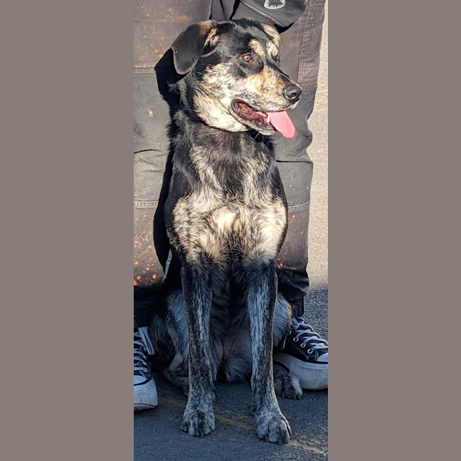 Photo of Tilly