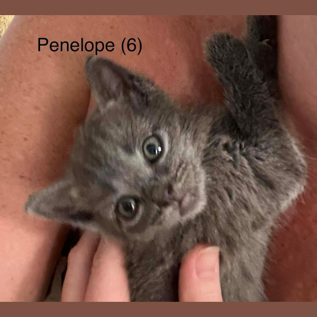 Photo of Penelope