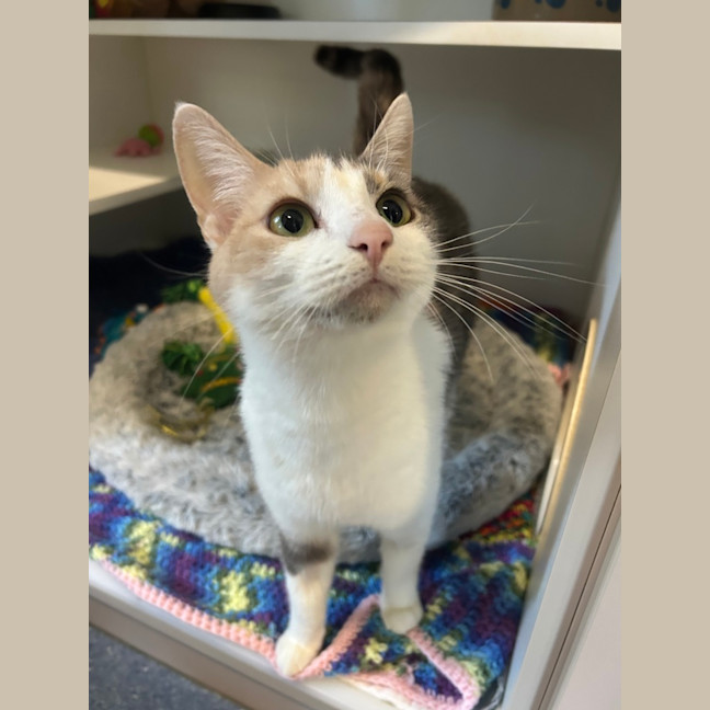 Photo of Kitty