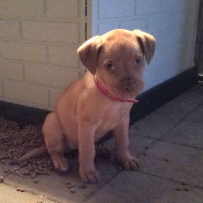 Photo of Rosie