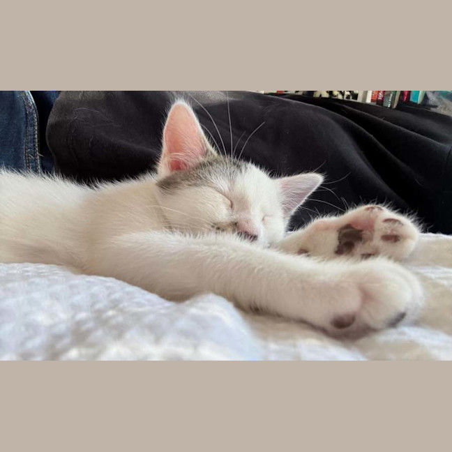 Photo of Freckle