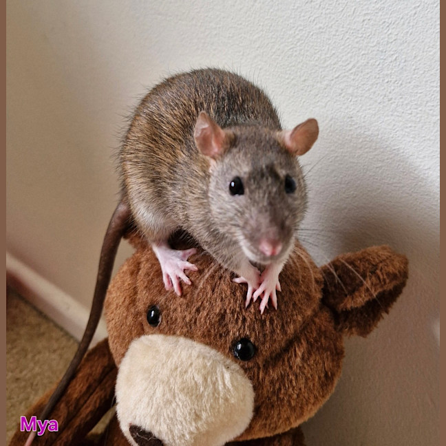 Photo of Sage