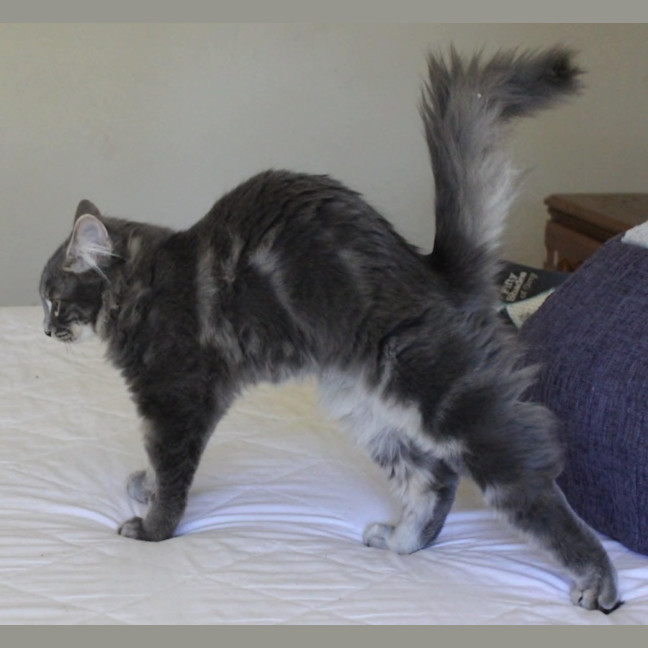 Photo of Comet