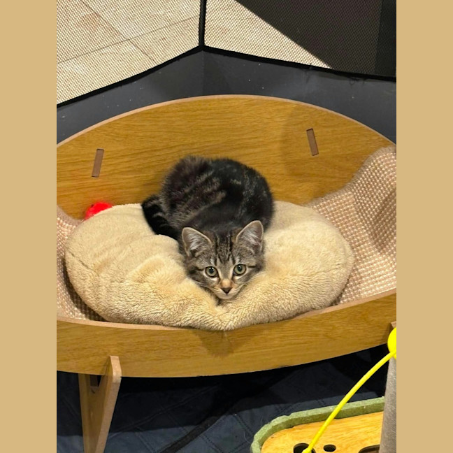 Photo of Suki