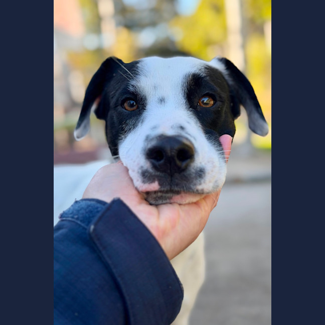 Photo of Sully