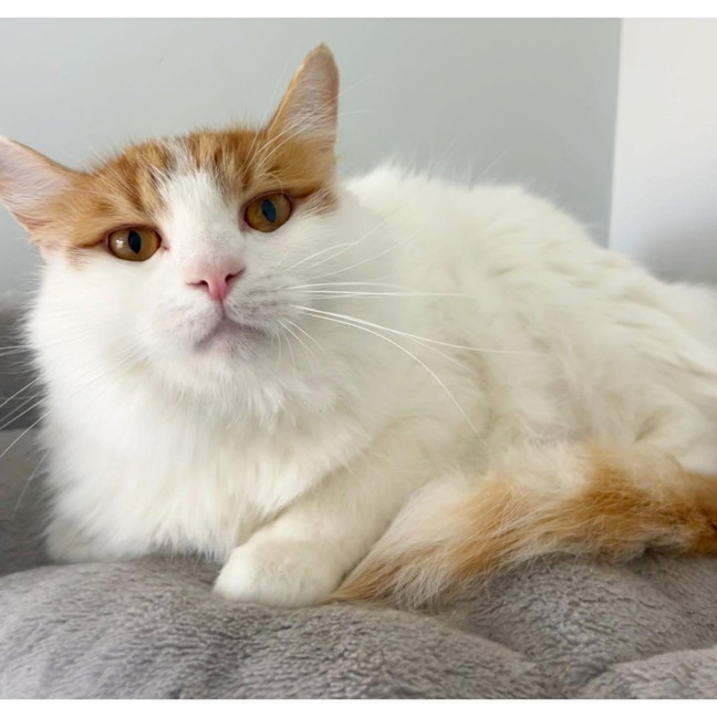 Photo of 8806   Oreo