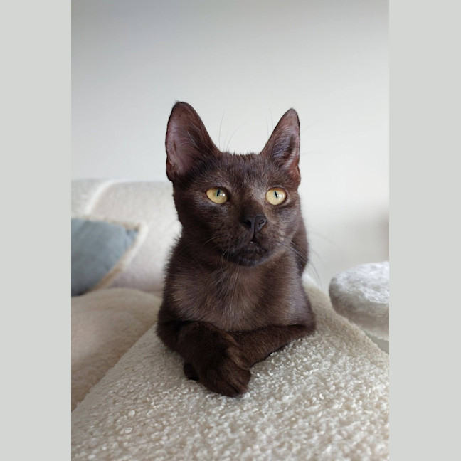 Photo of Wispa