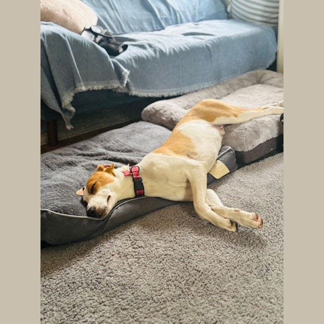 Photo of Nacho   7 Month Old Koolie X Kelpie