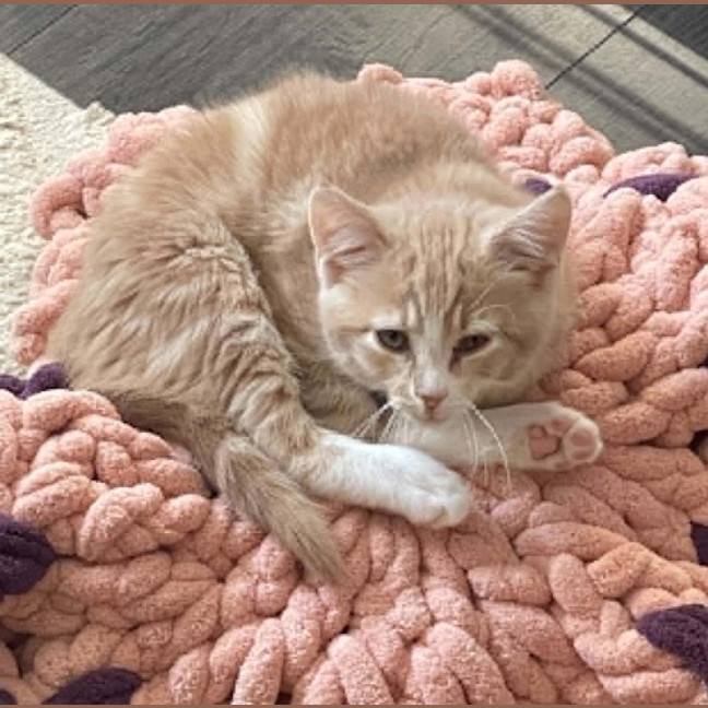 Photo of Wilbur**2nd Chance Cat Rescue** (Oliver)