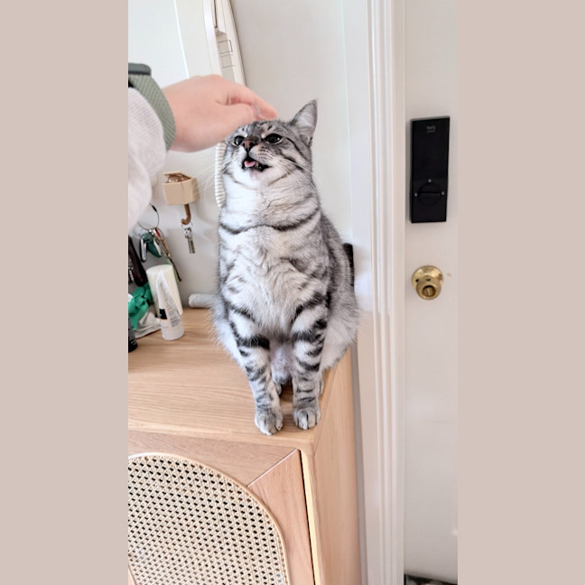 Photo of Tinsel