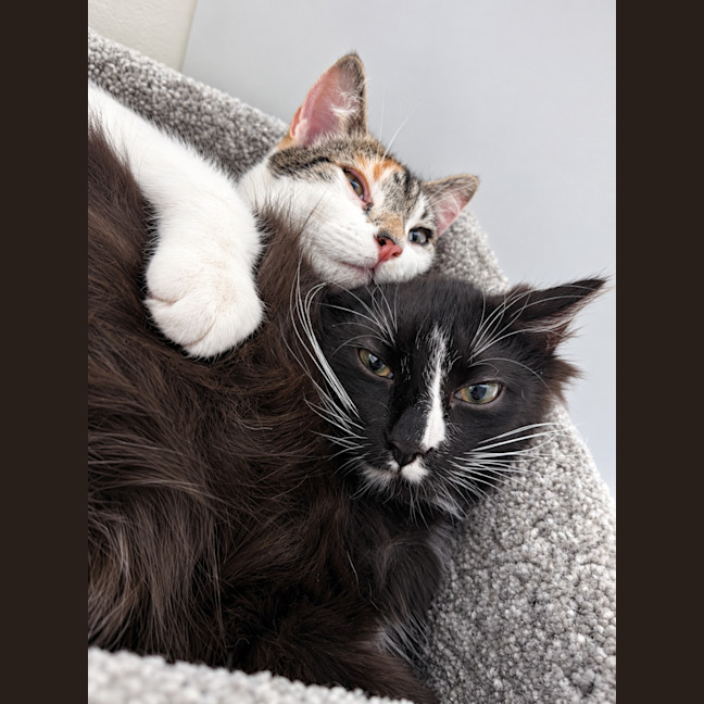 Photo of Calypso & Oreo 