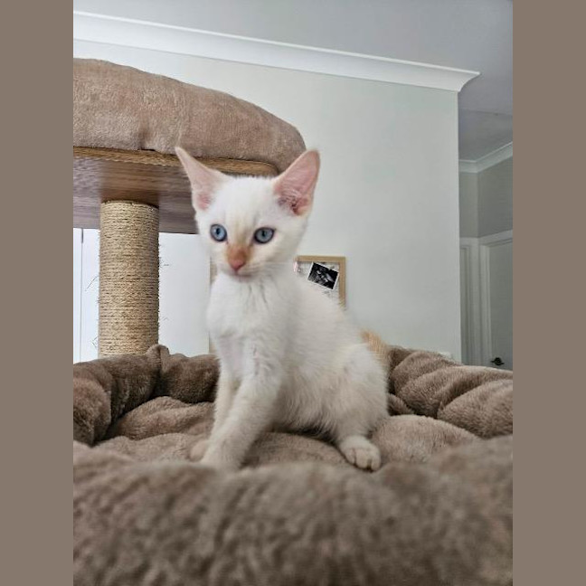 Photo of Nimbus