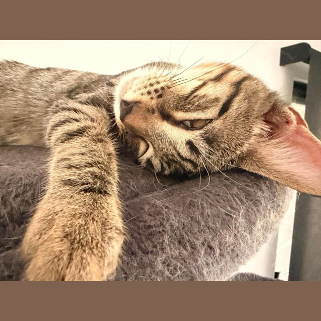 Photo of Woody