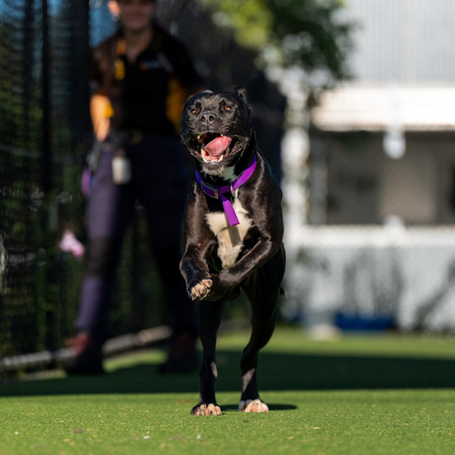 Photo of Caspian Imp 2883