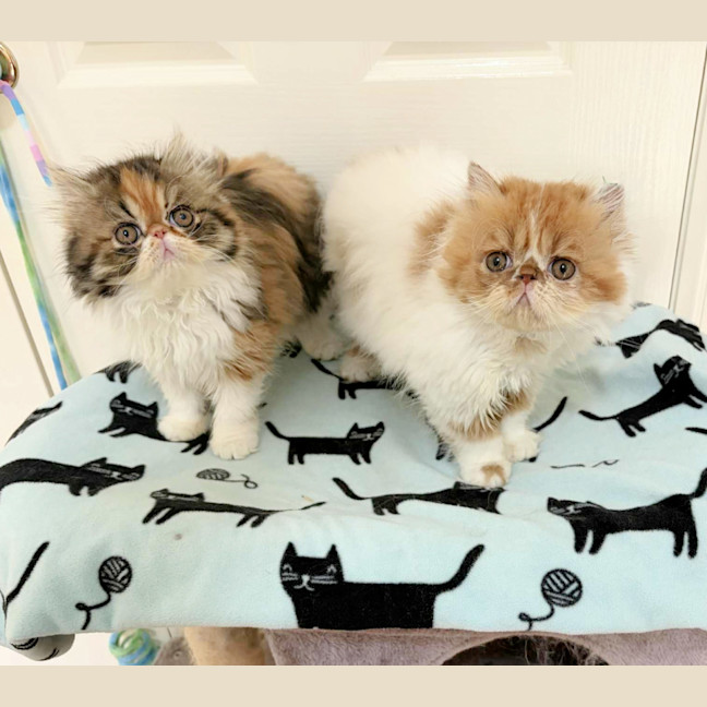 Photo of 🦄Lucille & Maeby🦄