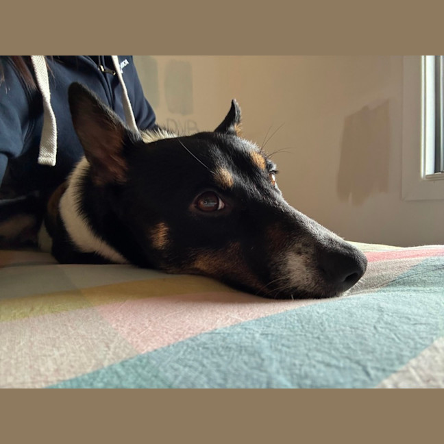 Photo of Coco   1 Year Old Kelpie X