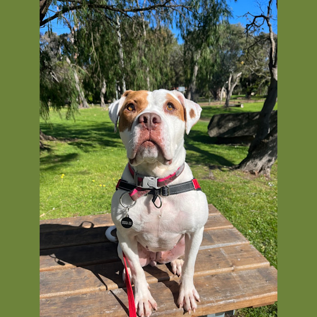 Photo of Dotti