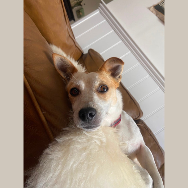 Photo of Panko