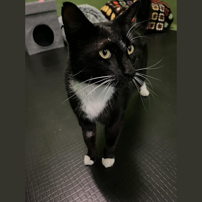 Photo of Maverick